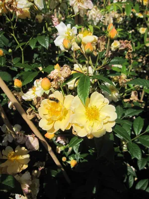 Produktbild von Rosa Sunny Siluetta ® - Ramblerrose Sunny Siluetta ® - Kordes Rose