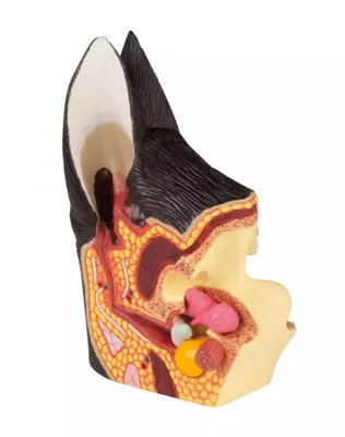 Immagine prodotto di Modello di orecchio di cane, 2 lati, anatomia sana e malata, sezione verticale