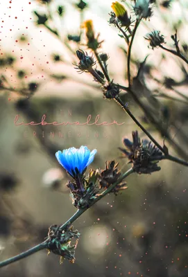 Produktbild von Trauer  Beileids-Kondolenzkarten im Format  11,5 x 17 cm - Blüte am