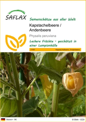 Produktbild von SAFLAX - Kapstachelbeere / Andenbeere - Physalis peruviana - 100 Samen