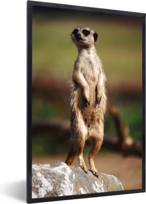 Produktbild von MuchoWow® MuchoWow® Gerahmtes Poster Erdmännchen - Tier - Spiel 40x60 cm - Poster mit zchwarzem Bilderrahmen - Papierdruck - Wandbilder