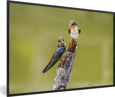 Produktbild von MuchoWow® MuchoWow® Gerahmtes Poster Vögel - Zweig - Porträt 60x40 cm - Poster mit zchwarzem Bilderrahmen - Printing - Wanddeko Schlafzimmer
