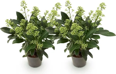 Produktbild von GreenboutiQ - Terrassenpflanze - Skimmia japonica Finchy - Blüte Weiß - 10+ Blüten - 2 Pflanzen - Winterhart - Topf 10,5cm Höhe 25cm