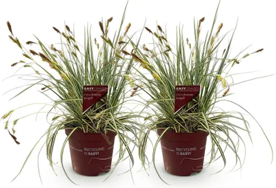 Image de Green boutiQ - Graminées ornementales - Carex oshimensis Evergold - Jaune et vert - 2 plantes - À feuillage persistant - Peu d'entretien - Pot de 17 cm, hauteur 50 cm