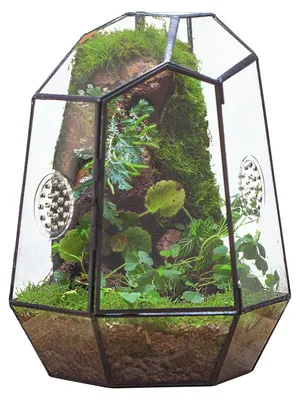 Produktbild von Terrarium, geometrisches Design – schwarzes, rechteckiges Glas – 20 x 17,5 x 25 cm