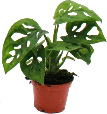 Produktbild von Mini rostlina - Monstera Monkey Mask - okenní list - ideální pro malé misky a sklenice - baby rostlina v květináči 5,5 cm