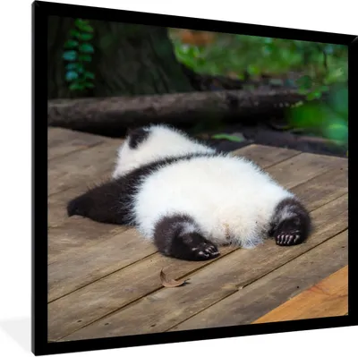 Produktbild von MuchoWow® Gerahmtes Poster Tier - Panda - Schlafend 40x40 cm - Poster mit Schwarzem Bilderrahmen Wandposter Rahmen Foto Bilder - Mit Rahmen - Wanddekoration Schlafzimmer