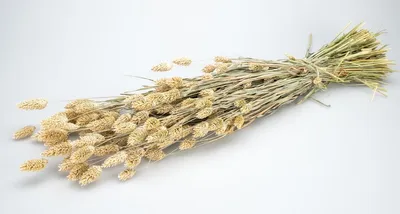Phalaris getrocknet im Bund ca. 60 cm, Farben wählbar – Ansicht 7