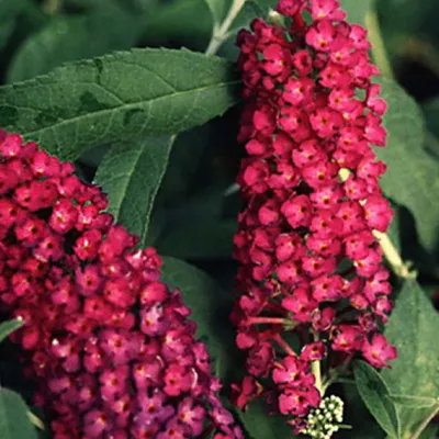 Obrázek produktu pro 2 x  motýlí keř  - Buddleja davidii 'Royal Red'  | 40-60 cm v kontejneru