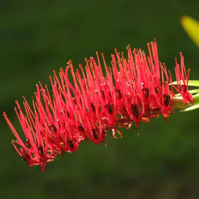 Zdjęcie produktu dla Lilia ubogich rycerzy (Xeronema callistemon)  – 10 sztuk