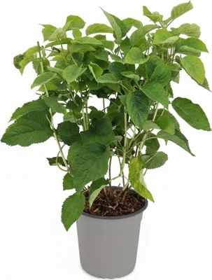 Produktbild von Hydrangea arborescens 'Strong Annabelle', Schneeballhortensie, weiß, 40–60 cm