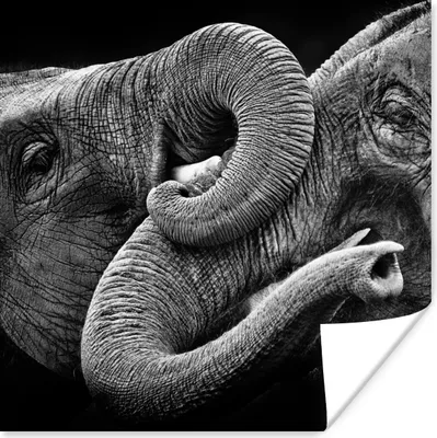 Produktbild von MuchoWow® Poster Elefant - Tier - Rüssel 100x100 cm - Babyzimmer