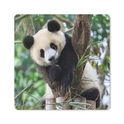 Produktbild von MuchoWow® Mauspad Mousepad Panda - Tiere - Dschungel - Natur 20x20 cm - Mousepads - Maus Mat - Pad - Mausunterlage - Desk Mat - Bureauartikeln