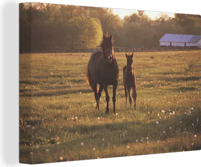 Produktbild von OneMillionCanvasses® - Leinwandbilder - 140x90 cm, Galoppierende Pferde, Wandbilder Kunstdruck Wanddekoration
