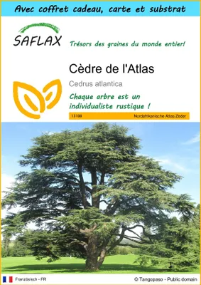 Image de SAFLAX Ensemble-cadeau - Cèdre de l'Atlas - 20 graines - Cedrus