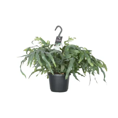Image de Phlebodium Aureum Blue Star Ø17Cm - ↕50Cm