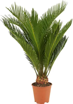 Produktbild von Bloomique - Cycas Revoluta - Palmfarn - Sagopalme - Palme - Sehr Pflegeleicht - Höhe 40-50 cm - Topf 15 cm