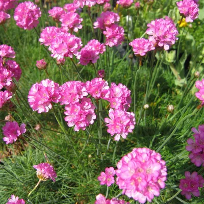 Produktbild von 6 x Grasnelke  - Armeria maritima 'Splendens Perfecta'  | Topf 9cm x 9cm