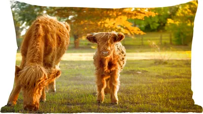Produktbild von MuchoWow® Zierkissen Sofakissen Wohnzimmer Dekokissen 50x30 cm Schottisches Hochlandrind - Kalb - Herbst - Wohnzimmerdekoration - Polster mit Photo