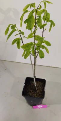 Produktbild von Asimina Triloba, Indianerbanane, Pawpaw, 5-Liter-Topf