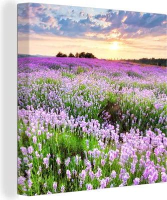 Produktbild von OneMillionCanvasses® - Leinwandbilder - Bild auf Leinwand Wandbild Leinwandbild Lavendel - Blumen - Sonnenuntergang - Lila - Wiese, 90x90 cm, Kunstdruck Wandkunst Gemälde auf Holzrahmen - Malereien - Wandschmuckes