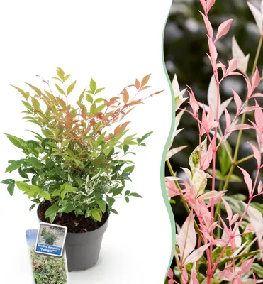 Immagine prodotto di Bambù sacro Nandina Twilight, 17cm di diametro, 45cm di altezza, sempreverde e