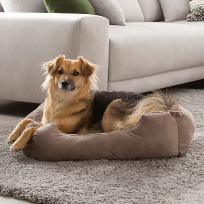 A dog is lying in its bed on a rug in front of a sofa.