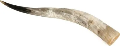 Produktbild von Rinderhorn poliert 70-79cm