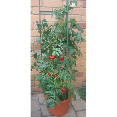 Produktbild von Tomatenkäfig Rankhilfe für Kletterpflanzen Gemüse und Blumen