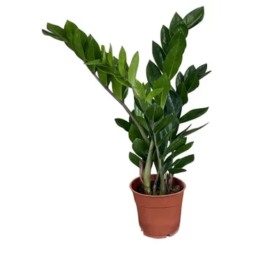 Produktbild von Zynesflora Zamioculcas Zamiifolia Glücksfeder im Ø 12 cm Pflanzentopf - Höhe: 40-45 cm - Zamie Smaragdpalme Pflegeleichte Zimmerpflanze