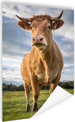 Produktbild von MuchoWow® Poster Kuh - Braun - Natur 120x180 cm - Kunstposter