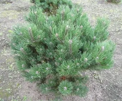 Produktbild von Zwergbergkiefer Laurin - Pinus mugo Laurin 50-60cm