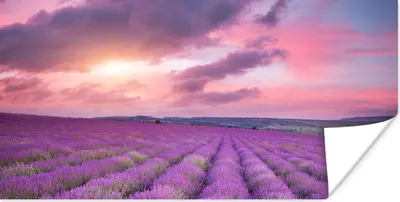 Produktbild von MuchoWow® Poster Lavendel - Lila - Wolken - Blumen 40x20 cm - Poster für die Wand - Poster Schlafzimmer