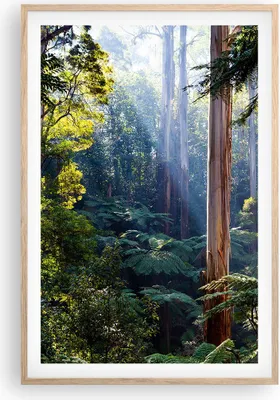 Produktbild von Gerahmtes Poster - Rahmen in heller Eiche - Morgendämmerung Bäume Wald - 61x91,5 cm - Wand Bild - Wanddeko - Wandbilder - Kunstposter - Wandposter - Bilderrahmen - Bilder - Kunstdruck P2NPA61x91-4403