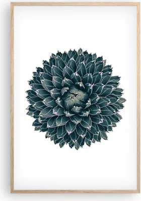 Produktbild von Gerahmtes Poster - Rahmen in heller Eiche - Agave Königin Victoria - 61x91,5 cm - Wand Bild - Wanddeko - Wandbilder - Wandposter - Bilderrahmen - Bilder - Kunstdruck - Wandbild - P2NPA61x91-4129