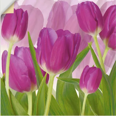 Produktbild von ARTland Wandbild, selbstklebend Tulpenfeld lila Größe: 100x100 cm