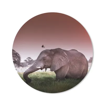 Produktbild von MuchoWow® Mauspad Mousepad Elefant - Gras - Sonne - Tiere 40x40 cm - Mousepads - Maus Mat - Pad - Mausunterlage - Schreibtisch Accessoires