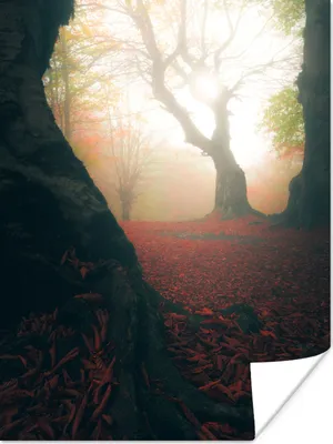 Produktbild von MuchoWow® Poster Herbst - Bäume - Laub 120x160 cm - Wandbilder