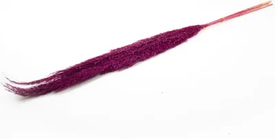 Produktbild von INNA-Glas Schilf getrocknet DONJETA, violett, 115-120cm, Ø15cm - Getrockneter Bund