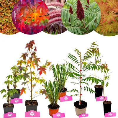 Produktbild von Pflanzenpaket Herbstglut – 8 Pflanzen mit Herbstfärbung für ca. 5 m²