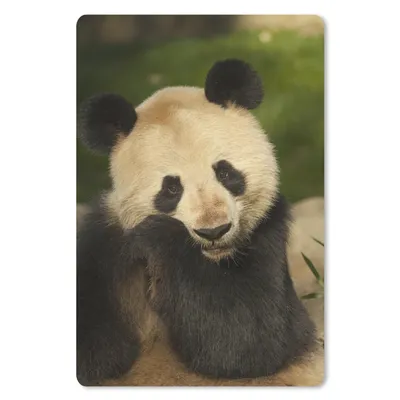 Produktbild von MuchoWow® Mauspad Mousepad Panda - Tier - Weiß 18x27 cm - Mousepads - Maus Mat - Pad - Mausunterlage