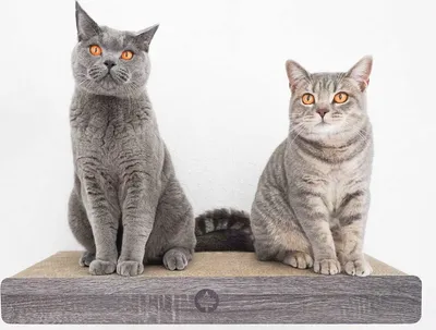 Two cats sitting on a wall-mounted scratching board.