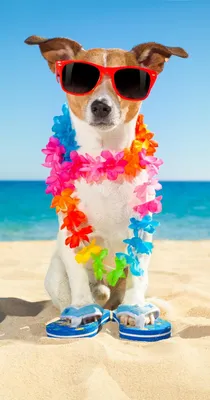 Imagen del producto de Toalla de playa "Buenos días", 75x150 cm - diseño de perro