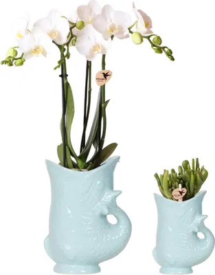 Obrázek produktu pro Sada rostlin: orchidej Phalaenopsis Amabilis bílá (Ø 9 cm) a sukulent Crassula Hobbit (Ø 6 cm) – v tyrkysových keramických květináčích ve tvaru ryby