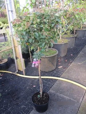 Produktbild von Mittelmeer Schneeball Eve Price Stamm - Viburnum tinus Eve Price Stamm