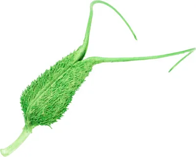 Produktbild von Proboscidea apfelgrün ca. 15cm