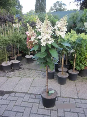 Produktbild von Hochstamm - Hydrangea paniculata Bobo - Rispenhortensie Bobo