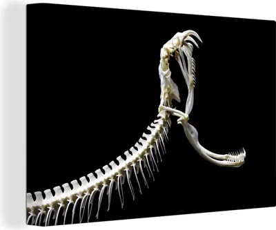 Obrázok produktu pre OneMillionCanvasses® - Plátno - 140x90 cm, Kostra hada, nástenná umelecká dekorácia