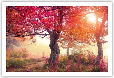 Produktbild von Poster - Poster ohne Rahmen - Baum Natur Wiese - 91,5x61 cm - Wand Bild - Wanddeko - Wandbilder - Kunstposter - Wandposter - Bilder - Kunstdruck - Wanddekoration - Wandbild - P2XAA91x61-3658