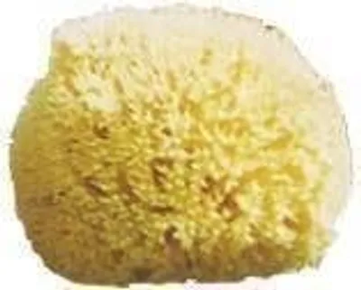 Produktbild von Naturschwamm M 210, ca. 21 cm